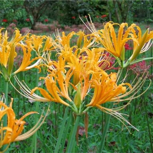 Lycoris radiata bulbos,lirio araña,lirio de araña roja,lycoris radiata,bulbos subglobosos,flor herbácea perenne,hortícola ornamental,lirio araña blanco,resistente,paisajismo.- 2bulbos-E
