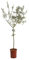 Ulivo Olivo mensa olio Olea europea pianta portamento ad alberello in vaso ø16 cm h. 100/120 cm con canna Vivaio di Castelletto