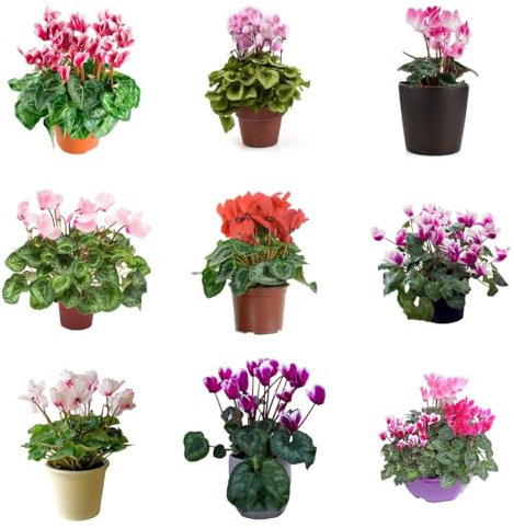500 Pcs Alpenveilchen Samen - Blumensamen Balkon Gärtner Geschenke (Cyclamen Persicum) Balkonpflanzen Deko Wohnzimmer Winterharte Pflanzen Für Garten Stauden Winterhart Mehrjährig