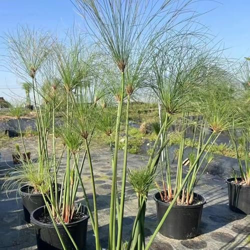 500 Pcs Papyrus Pflanze Samen - Cyperus Papyrus - Zimmerpflanzen Groß, Grünpflanzen Zimmerpflanzen Zypergras Ziergras Samen, Winterharte Kübelpflanzen, Exotische Pflanzen Winterhart