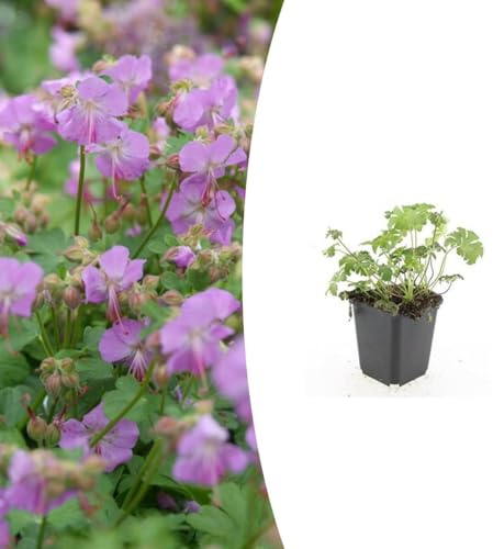 Geranium cant. 'Cambridge' | 48 Stück - 10-25cm - Ø9cm - Gartenpflanze