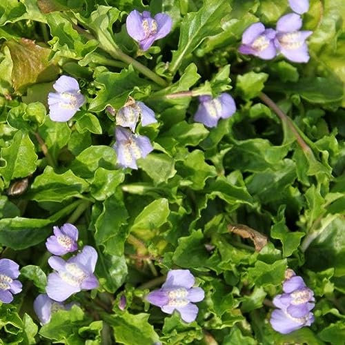 200 pcs mazus reptans - lippenmäulchen samen blumenwiese samen mehrjährig winterhart bodendecker winterhart, gartenarbeit winterharte pflanzen für garten wildblumensamen bienenwiese