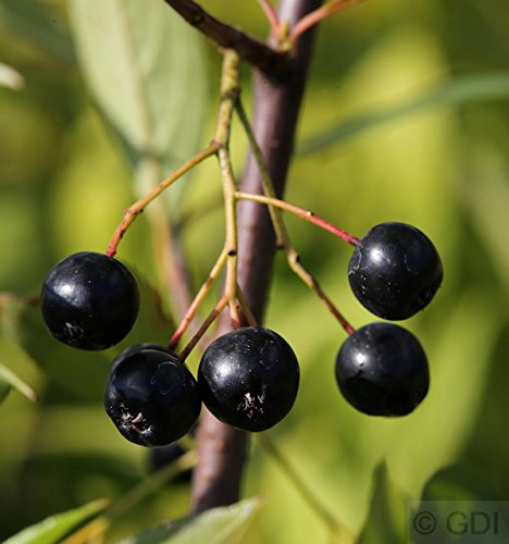 Apfelbeere Nero 30-40cm - Aronia melanocarpa