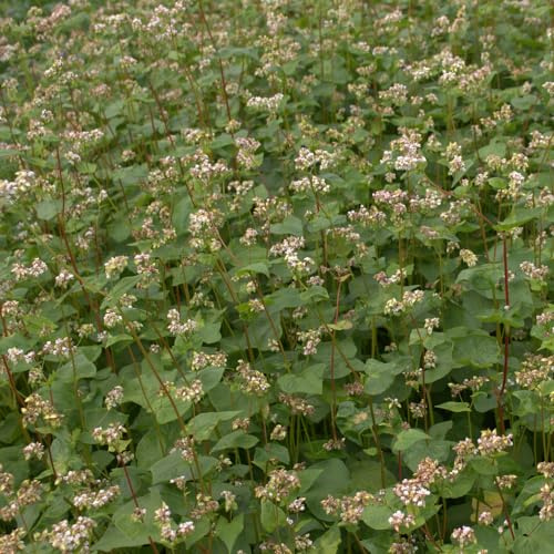 Freudenberger Buchweizen 20 kg Zwischenfrucht Fagopyrum esculentum Bienentrachtpflanze