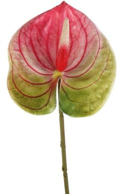 Fiori artificiali di Anthurium, fiori finti in seta, bouquet decorativo per la casa e foglie verdi per feste di nozze (fucsia)