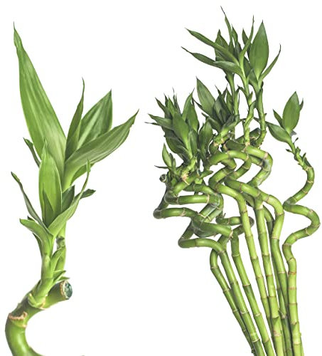 10x Lucky Bamboo Glücksbambus - 100cm GEDREHT Bambus Zimmerbambus Gluecksbambus Zimmer Deko Bam Boo dracaena sanderiana Zimmerpflanzen Glücksbambus Pflanze echt