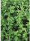 Erdbeer-Minze 'Almira®', Mentha species 'Almira'® - winterhart, Kräuterpflanze im Topf 11 cm, in Gärtnerqualität von Blumen Eber - 11 cm