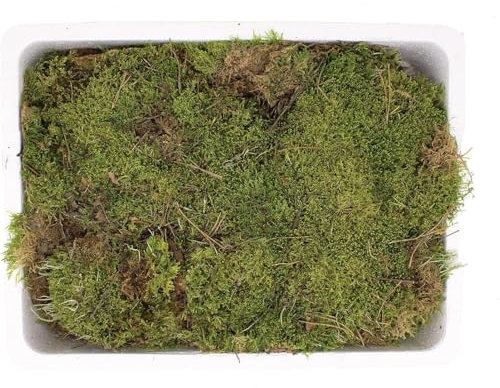 KENTIS - Muschio Vivo Fresco per Terrario Kokedama Presepe - Muschio a Strati Vero per Terrarium - Confezione da 39,5x29,5 cm H 14,5 cm