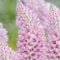 Ptilotus exaltatus samen gartensamen bienenfreundliche blumensamen, blumen garten bonsai samen dauerblüher bienenweide blumensaat wildblumensamen steingartenpflanzen winterhart, flower 20pcs