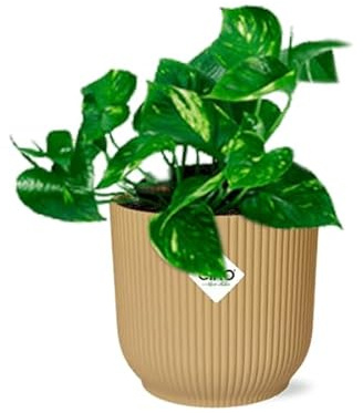 Efeutute – Epipremnum Pinnatum 'Aureum' – Goldene Efeutute – pflegeleichte Zimmerpflanze im Topf Vibes Fold 14cm Gelb – dekorative Hänge- & Kletterpflanze mit luftreinigender Wirkung