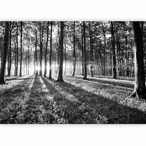 murando Photo Wallpaper 400x280 cm Non-Woven Premium Art Print Fleece Wall