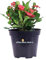 Pianta di Euphorbia Milii Pianta di Spina di Cristo Pianta da interno Pianta da esterno di Spina di Cristo Pianta vera di Euphorbia Milii o Spina di Cristo venduta da eGarden.store (Rosso-Rosa)