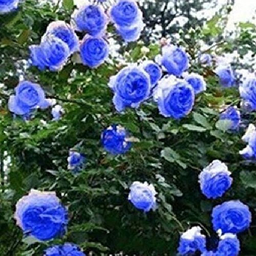 Blau Kletterrose Samen