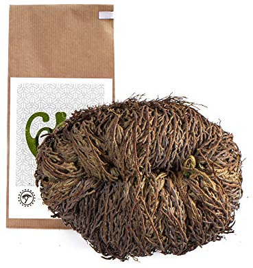 YAKEBA | Rose von Jericho | XXL | Selaginella lepidophylla | Papiertüte | Perfekte Indoor Pflanze als Deko oder Terrarium/Flaschengarten Zubehör | Pflanze ins Glas und schon wird sie grün…