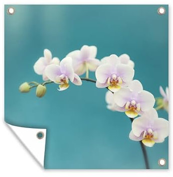 MuchoWow Outdoor-Poster Poster Wanddeko draußen Deko Garten Gartenposter 50x50 cm Orchidee - Blumen - Pflanze - Weiß - Lila