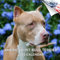 American Pit Bull Terrier Kalender 2022,Hunderassenkalender,Wandkalender 2021-2022021-2022,Wandkalender, Mondkalender, perfekter Kalender für Organisation und Planung – Hunderassen