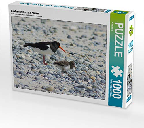 CALVENDO Puzzle Austernfischer mit Küken | 1000 Teile Lege-Größe 64 x 48 cm Foto-Puzzle für glückliche Stunden