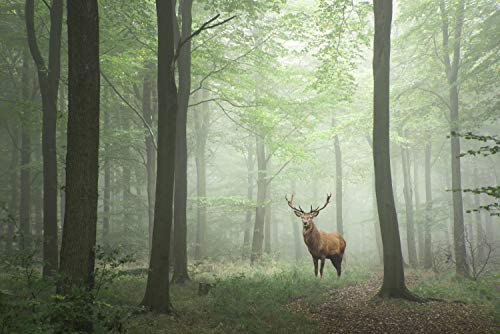 WALD Fototapete VLIES-300x223 cm (2910A)-Natur Landschaft Bäume Herbstbäume Tiere Hirsch Wandtapete-Inkl. Kleister-Vliestapete Bild Dekoration Wand-Dekor Moderne Motiv-Tapete Panorama Poster XXL
