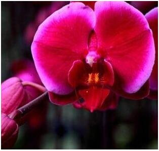10pcs/lotto farfalla orchidee semi, fiori da interno quattro stagioni, Phalaenopsis Orchidee giardino di casa 12