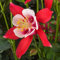100 Stück Akelei-Blumensamen
