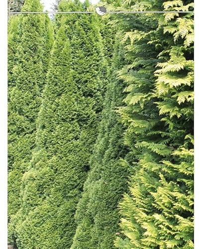 Lebensbaum Smaragd 160-180 cm. 20 Heckenpflanzen. Immergrüner Sichtschutz Zaun