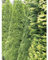 Lebensbaum Smaragd 160-180 cm. 20 Heckenpflanzen. Immergrüner Sichtschutz Zaun