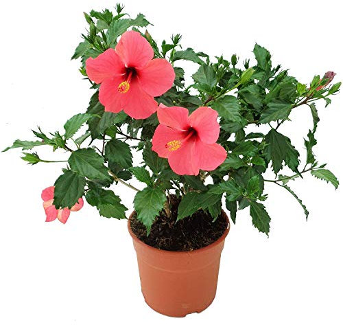 Hibiscus Rosa-Sinensis 35cm Planta Natural en Maceta Flores de Colores