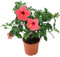 Hibiscus Rosa-Sinensis 35cm Planta Natural en Maceta Flores de Colores