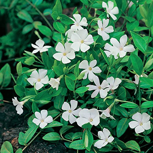 Vinca Minor 'Colada'. Plug Plant x 4. White Periwinkle Flowers. Fantastic for Shady Spots and Ground Cover.Available from Bedwen Plants.