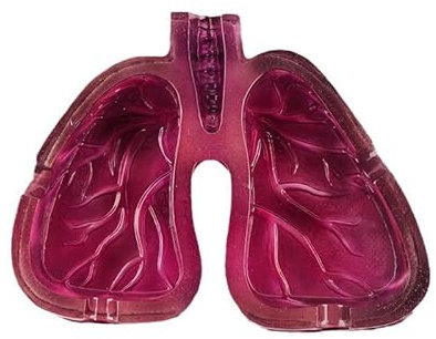 Kreativer Aschenbecher aus Kunstharz, Lungenform, dekoratives Ornament, Neuheit Aschenbecher Dekoration