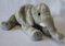 Plüschtier Elefant, liegend 29 cm bezauberndes Kuscheltier gefüllt mit Fasern und Granulat