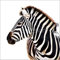 Sticker Cuisine Lave Vaisselle Zebre 60x60cm SLV1162 (Fond Transparent)