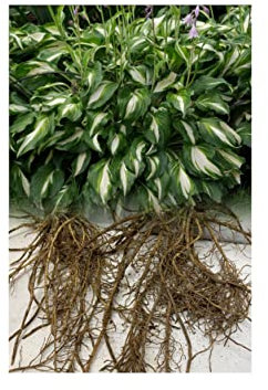 5 Hosta Mediovariegata Plantain Lily Garden Hardy Bare Root Perennial Plant Grade 1 : - by GARTHWAITE NURSERIES® : - UK Stockist