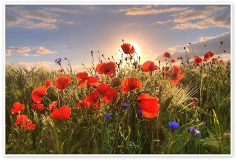 Mohn im Licht Poster von Steffen Gierok 60 x 40 cm Wandbilder Wanddeko