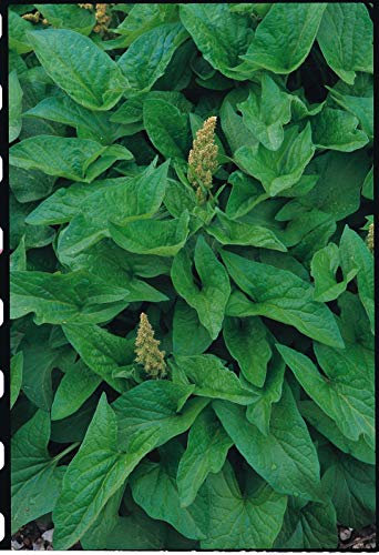 Portal Cool Herb - Gute Heinrich - Poor Man DES Spar - 150 Samen