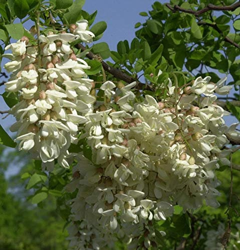 Hochstamm Zwerg Korkenzieher Robinie Twisty Baby 125-150cm - Robinia pseudoacacia