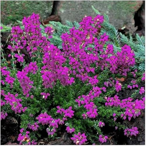 GrowOn Shrubs Bell Heather Erica Cinerea 'Purple Beauty' | Evergreen Shrub | Outdoor Garden Ready Plant | Summer and Autumn Flowering | Amethyst-Purple Flowers