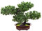 Verve Jelly Plantes Artificielles Petit Bonsaï Artificiel en Pot Faux Plantes de Pin en Pot Plastique Fausses Plantes d'intérieur Zen Bureau Verdure Décor pour Intérieur Maison Bureau Décor