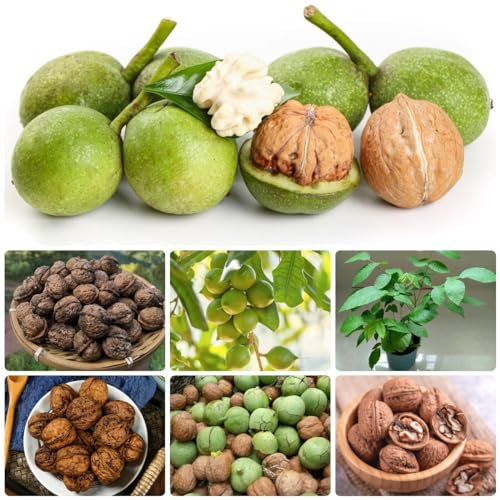 10 Pcs Walnussbaum Pflanze Samen, Nuts Nuss, Walnüsse Bio Gartenpflanzen Winterhart Mehrjährig Walnuss - Juglans Regia - Baumsamen Bäume Garten Winterhart, Winterfeste Pflanzen Für