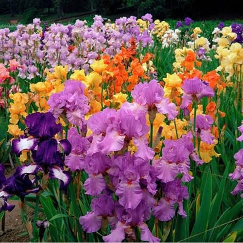 Iriszwiebeln und Irisknollen sind winterharte, mehrjährige Pflanzen, die leicht zu züchten sind und das ganze Jahr über blühen.-4zwiebeln