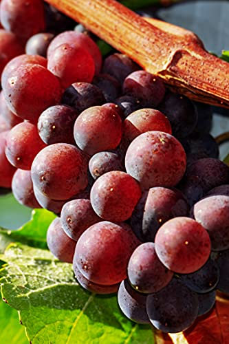 Pianta di Vite pianta di uva vigna da tavola pianta di uva innestata pianta vera di vite venduta da eGarden.store (Crimson Seedless)