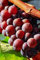 Pianta di Vite pianta di uva vigna da tavola pianta di uva innestata pianta vera di vite venduta da eGarden.store (Crimson Seedless)