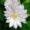 200 pcs clematis winterhart mehrjährig samen - kräutergarten geschenk wiesensaatgut gartensamen,Clematis florida, plant winterfeste pflanzen für kübel sommerblumen blumenwiese samen