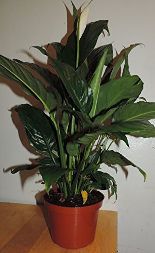 1 planta de lirio de la paz, Spathyphyllium, gran planta de interior, maceta única de 6 pulgadas, de jmbamboo