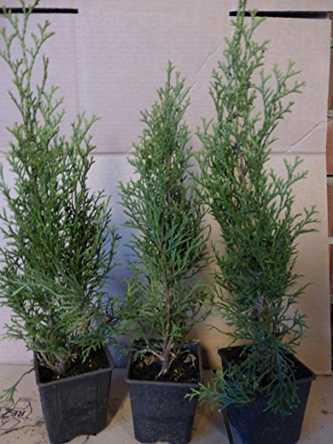 Thuja Lebensbaum Smaragd Topfballen 40-45 cm 25 St. Hecke Heckenpflanze
