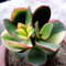 100pcs Crassula portulacea Samen Garten Sukkulenten Potting