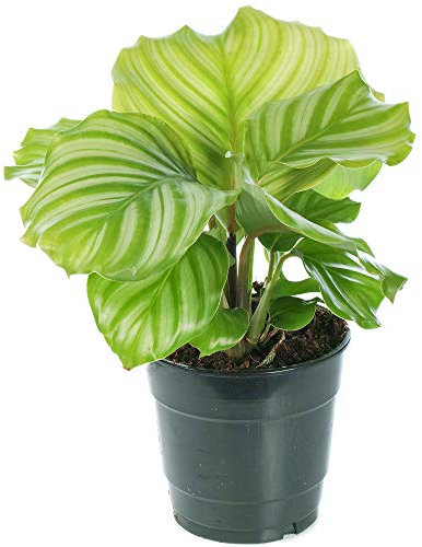 Calathea Orbifolia Korbmarante | Zimmerpflanze im Topf fürs Zuhause oder das Büro