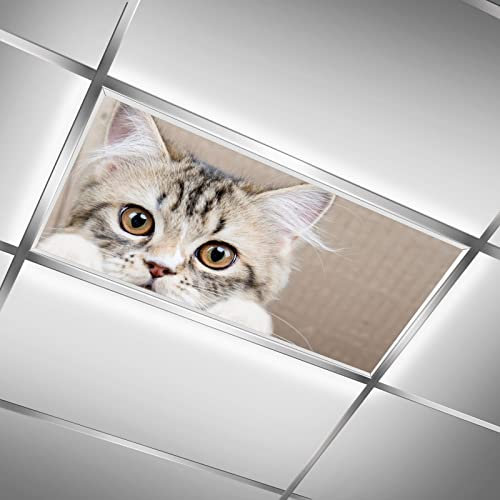 Decken-Leuchtstoff-Abdeckungen für Klassenzimmer, Büro, niedliche Katze, Tier, dekorative Deckenlichtabdeckungen, Dachfenster-Filter, reduziert Blendung, Flimmern, Heimlampen-Dekoration
