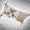 Decken-Leuchtstoff-Abdeckungen für Klassenzimmer, Büro, niedliche Katze, Tier, dekorative Deckenlichtabdeckungen, Dachfenster-Filter, reduziert Blendung, Flimmern, Heimlampen-Dekoration