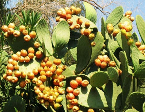 Seeds Opuntia ficus indica Nopal commestibile Cactus Juice Nopalea nopalina Seme 150 semi Y